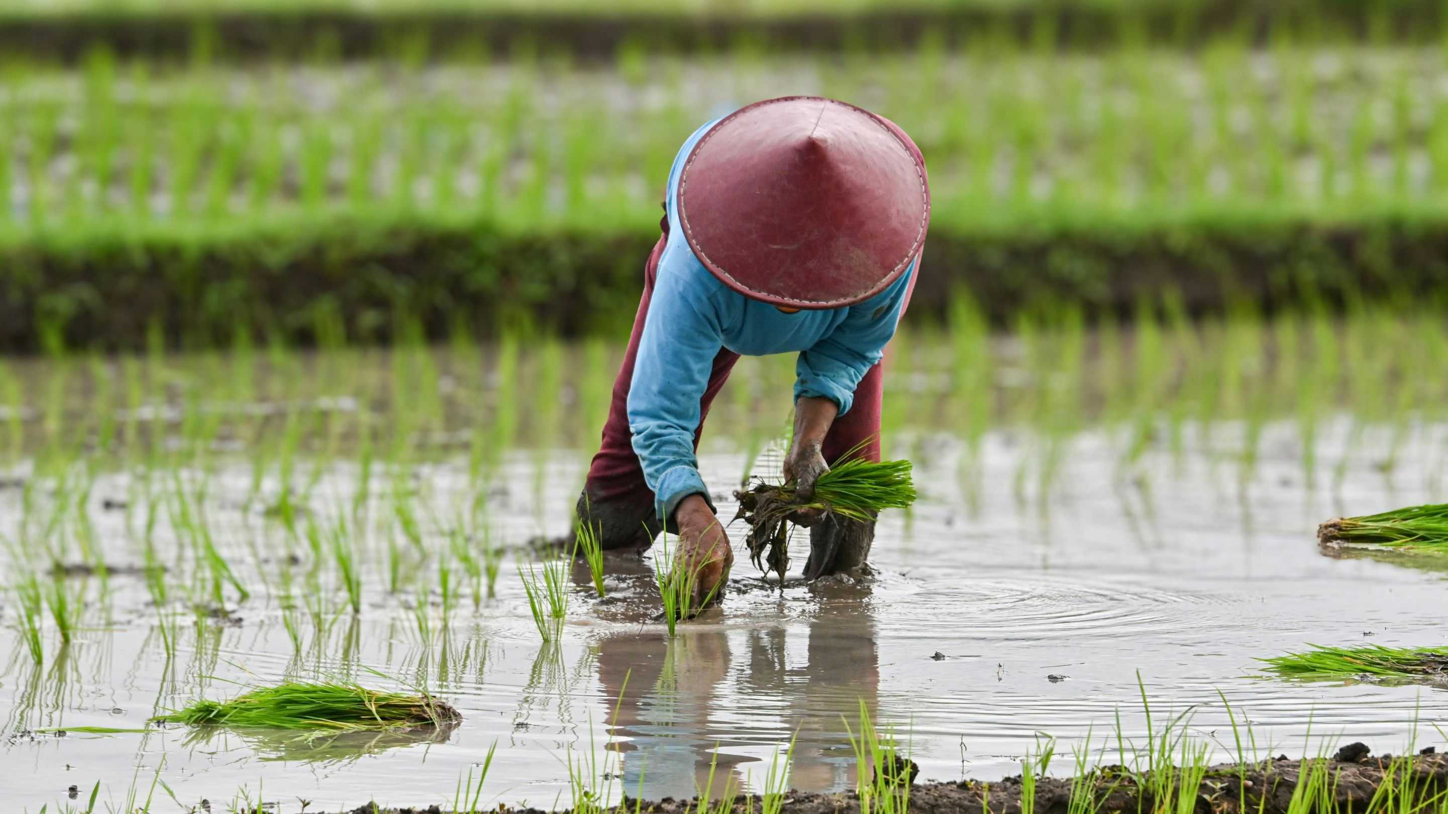 Dunia Gaungkan Hari Perjuangan Petani Internasional Setiap 17 April